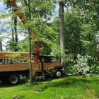 A Plus Tree Care