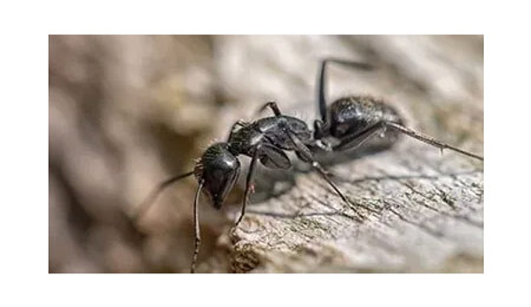 Albury Wodonga Pest Control - Albury, NSW