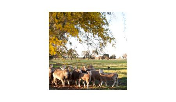 McKindlays Riverine Nursery - Moama, NSW