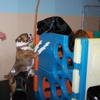 Club Canine Doggie Daycare gallery