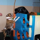 Club Canine Doggie Daycare - Pet Services
