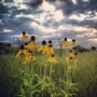 Spring Creek Prairie Audubon Center