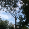 Lake Effect Tree Service gallery