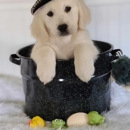 Elite White Goldens - Pet Breeders