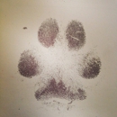 Silver Pet Prints Texas - Pet Services