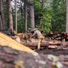 Twain Harte Tree Service gallery
