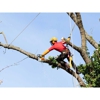 Affordable Tree Service gallery