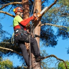 New Beginnings Tree Service