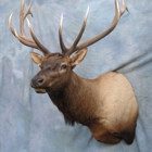 Showpiece Taxidermy