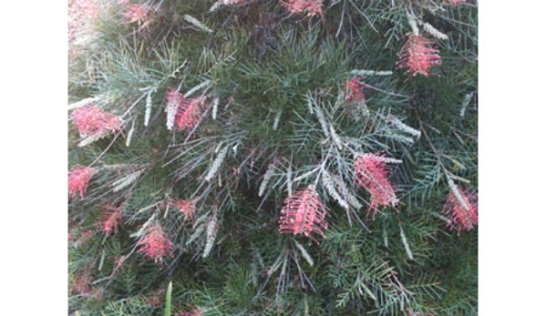 Robert's Home & Garden Maintenance - Wyreema, QLD