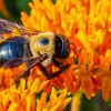 EcoShield Pest Solutions gallery