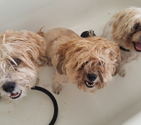 Puppy bath pet grooming salon - Tucson, AZ