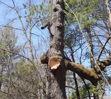 Triplowskis tree service - Reed City, MI