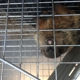 Homestead Wildlife Control