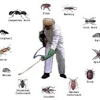 Ace Pest Control gallery