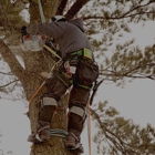 JP Tree Service