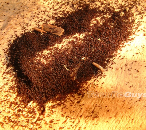 Termite Guys Brisbane