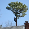 Liebermann Tree Service gallery