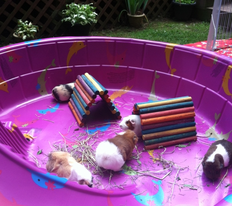 Guinea Pig/Small Pet Hideaway Hotel - Saylorsburg, PA