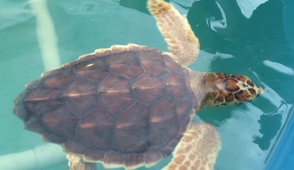 The Turtle Hospital - Marathon, FL