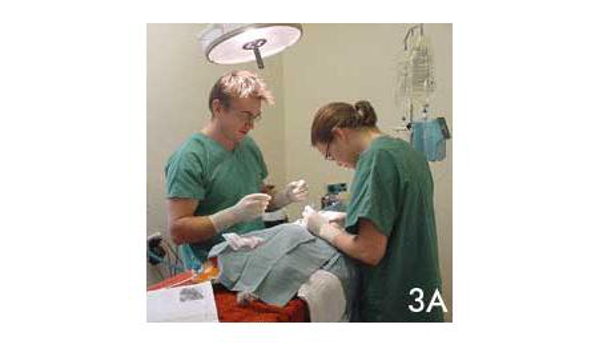 Berwick Veterinary Hospital - Berwick, VIC