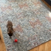 Carpet Cleaning Chicago gallery