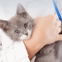 Veterinarians To Cats