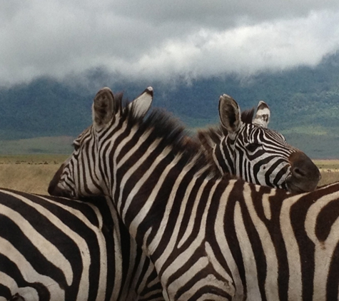 Open Africa Safaris - Houston, TX