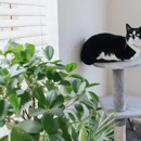 Benson Animal Hospital - Veterinarians