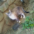 Ozark Mountain Kitties