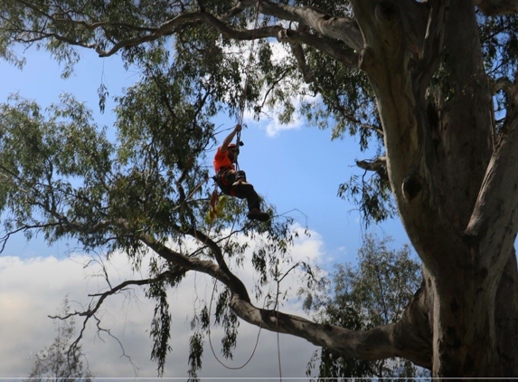 D & K Tree Surgery - Lake Albert, NSW