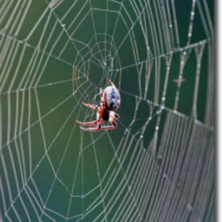 American Pest Control, Inc. - Troy, MI