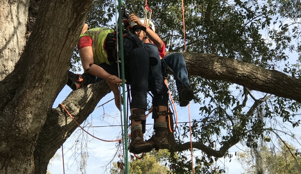 KDT Tree Service - Fern Park, FL