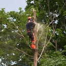 Area Tree Service - Stump Removal & Grinding