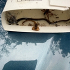Webenex Services Pest Control