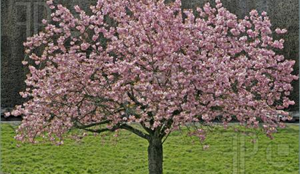 Jireh Trees - Spring, TX