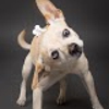 Arizona Small Dog Rescue gallery