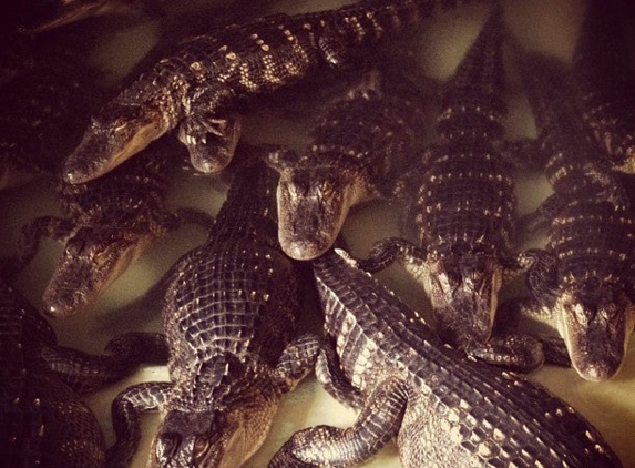 Insta-Gator Ranch & Hatchery - Covington, LA