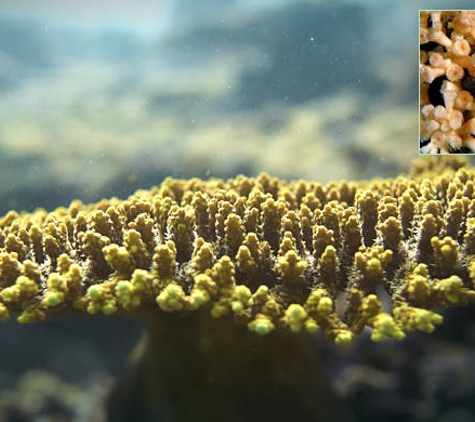 Australian Institute Of Marine Science