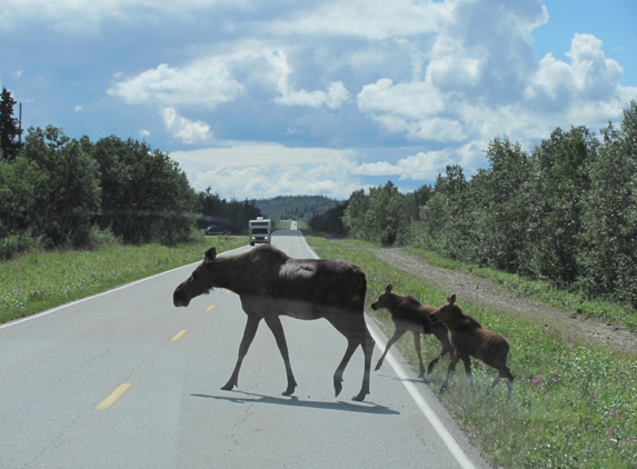 Lazer Tours and Guide Service - Palmer, AK