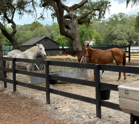 Sunset Riding STABLES....ADULT HORSE  BOARDING - Spring Hill, FL