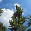 Mickey's Tree and Landscape Service - Arborists