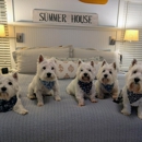 Foxcreek Kennel - Pet Boarding & Kennels