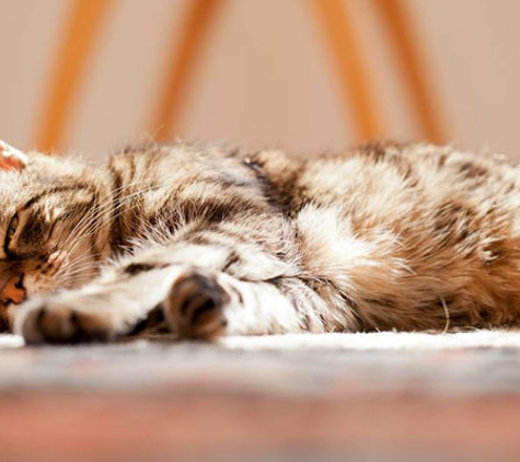 Peninsula Vet Care - Dromana, VIC