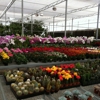 Vickery Wholesale Greenhouse gallery