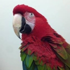 Center For Avian & Exotic Medicine