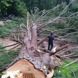 Blue Ridge Tree Services - Dingmans Ferry, PA