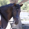 Los Osos Valley Equine Farm gallery