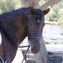 Los Osos Valley Equine Farm