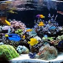 Luke's Custom Aquaria - Aquariums & Aquarium Supplies